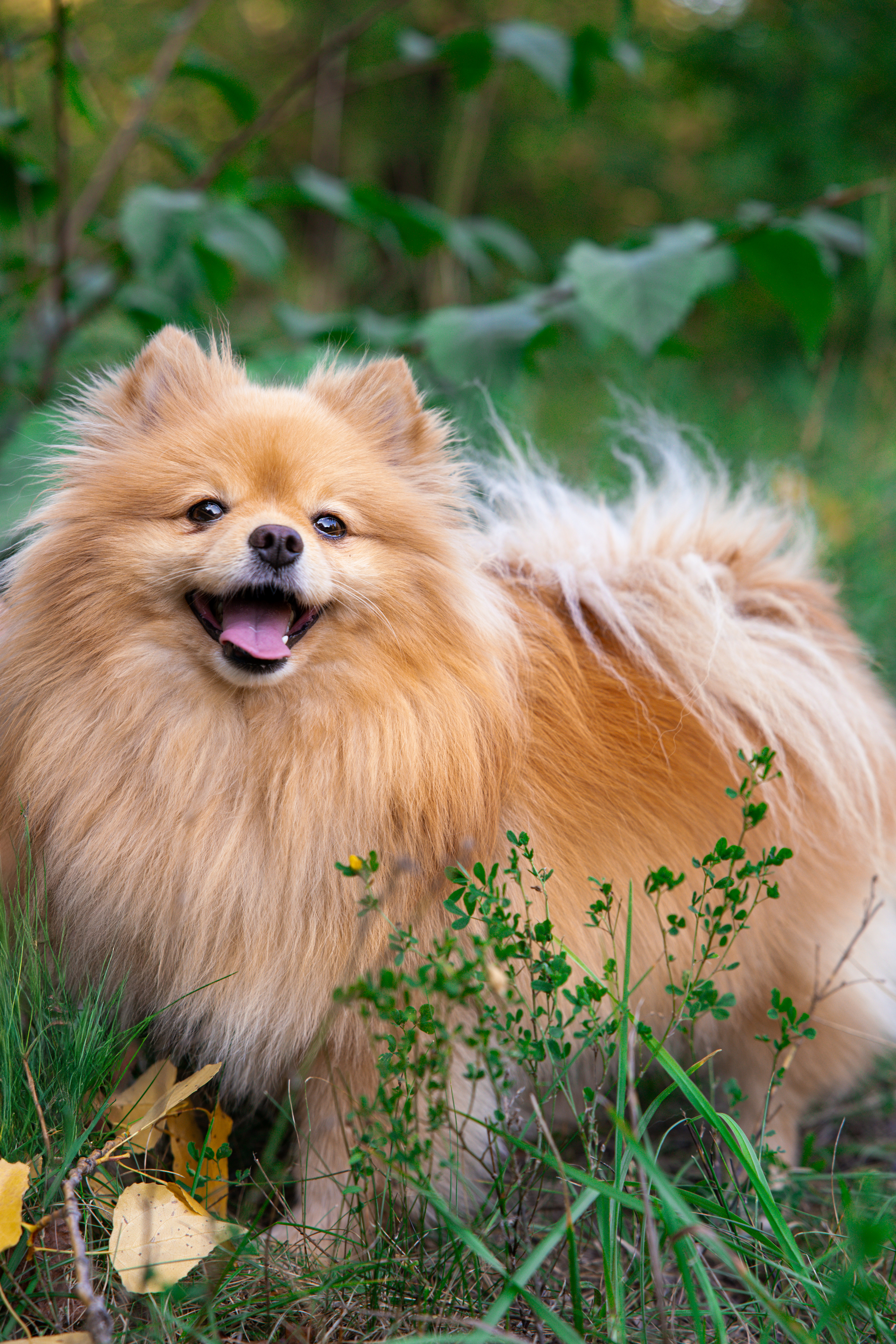 С Персиком · фото 2