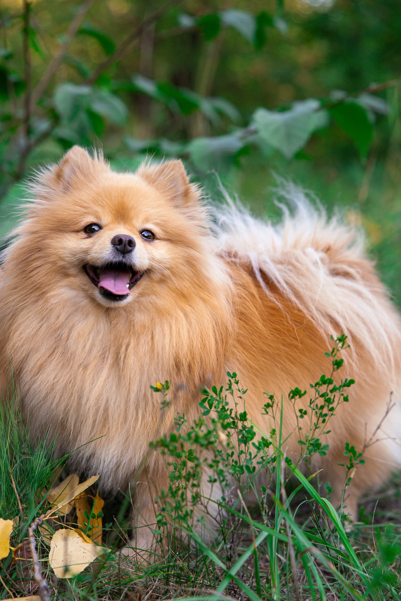 With Persik · photo 2