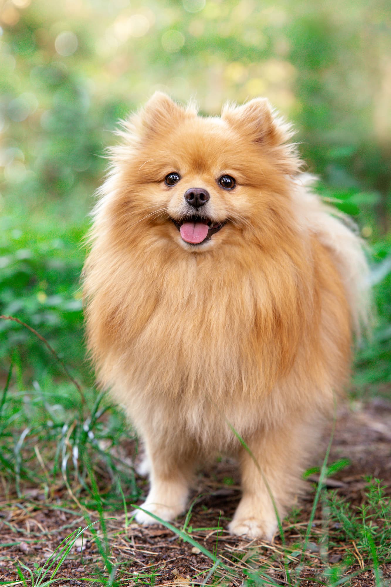 With Persik thumbnail