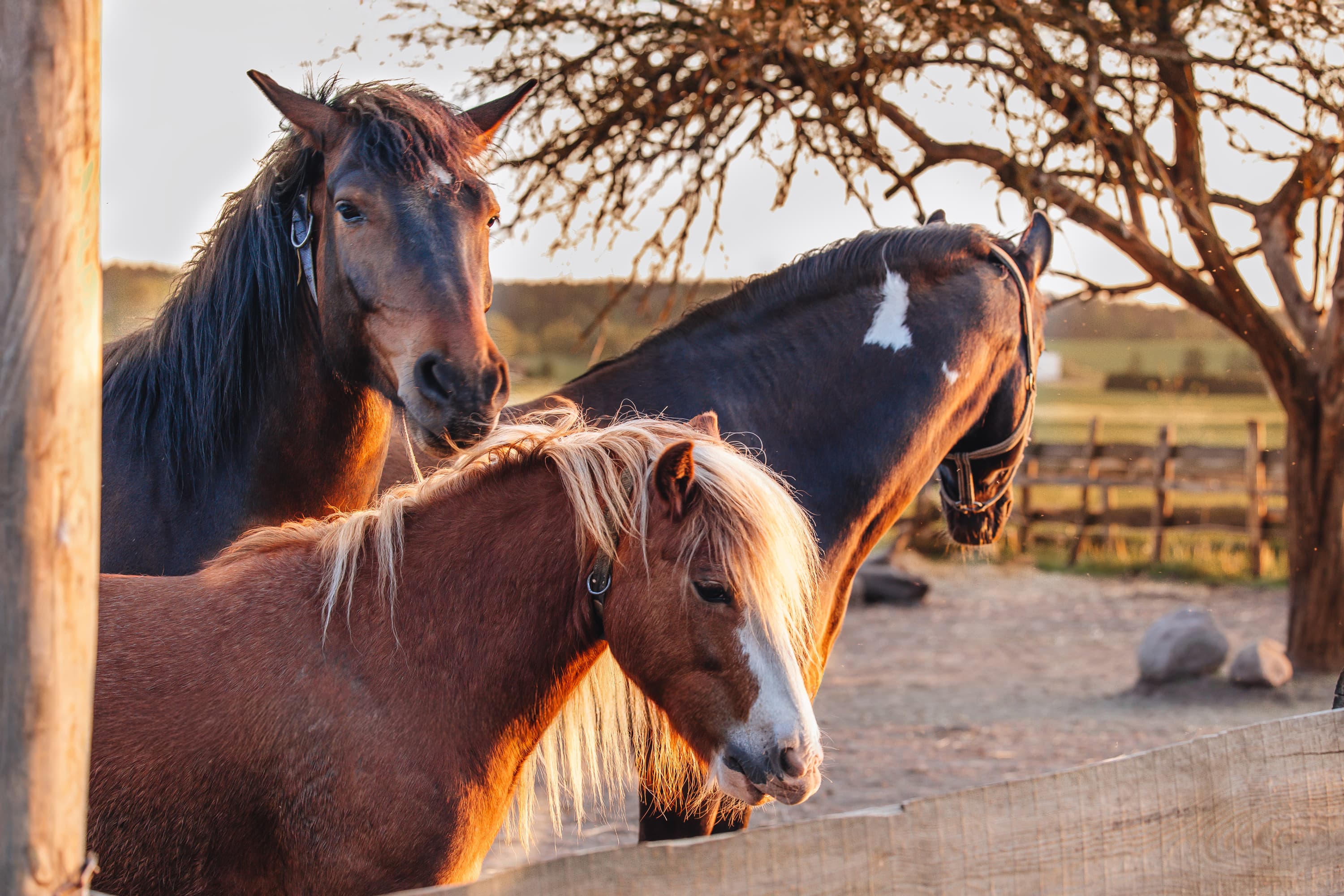 Veronika and Lada · photo 5