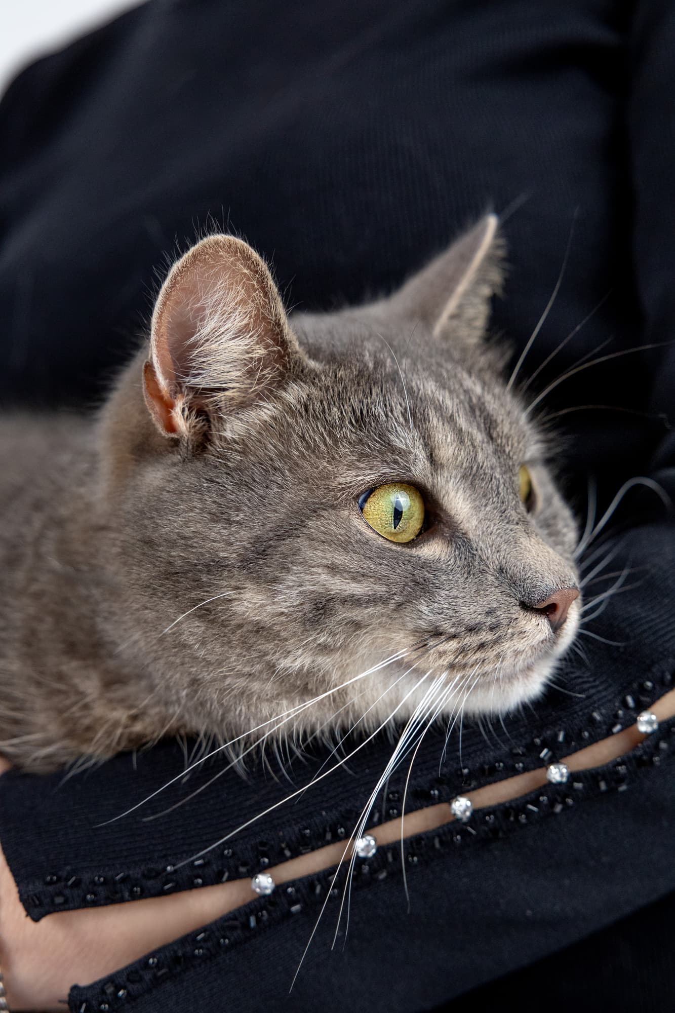 Lisa’s cats · photo 15