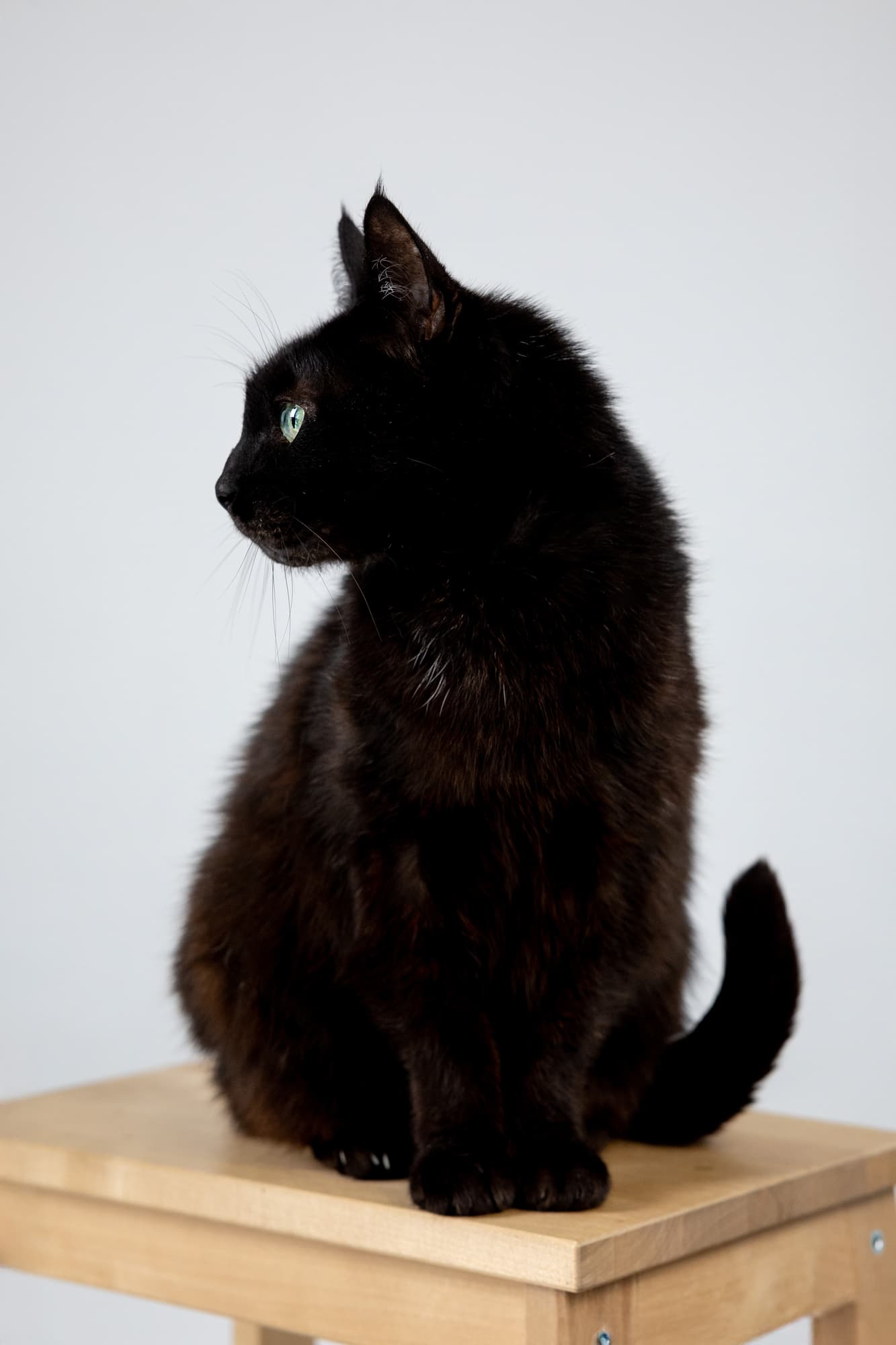 Lisa’s cats · photo 10