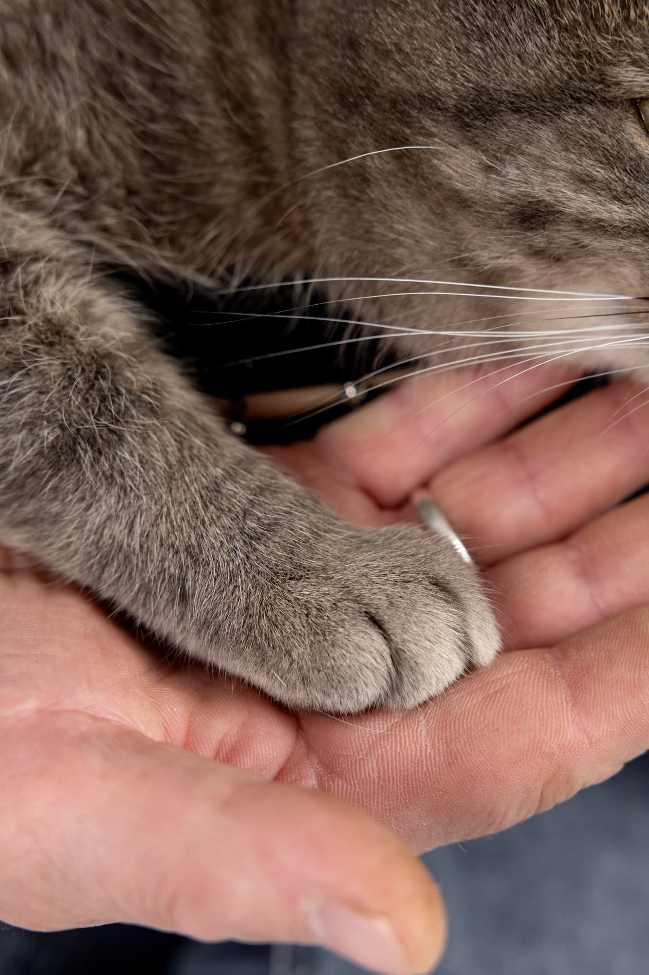 Lisa’s cats · photo 16