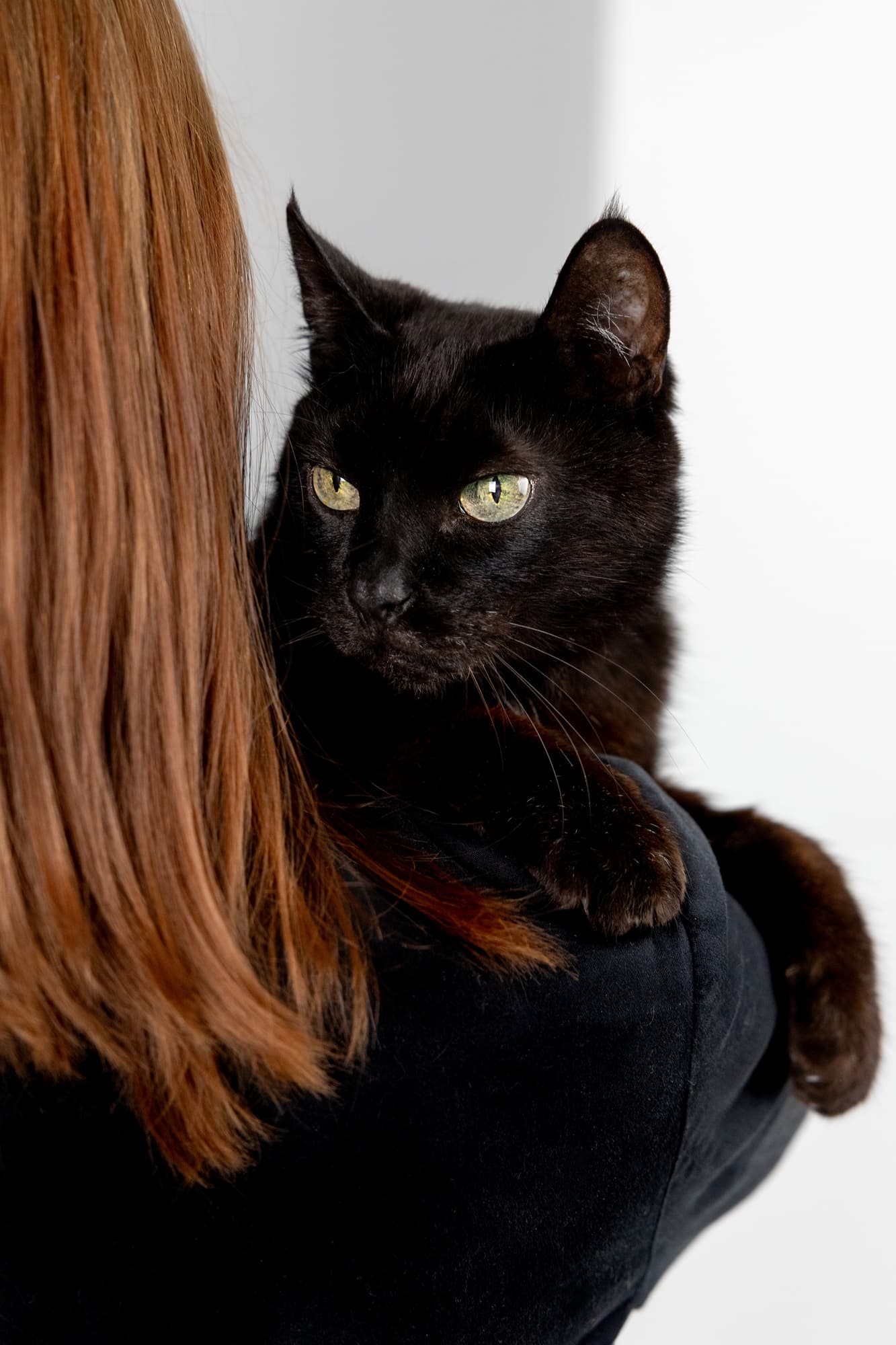 Lisa’s cats · photo 12