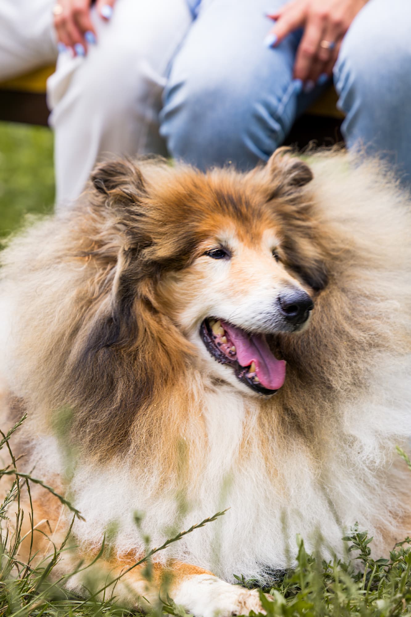 Sam is a loyal friend · photo 12