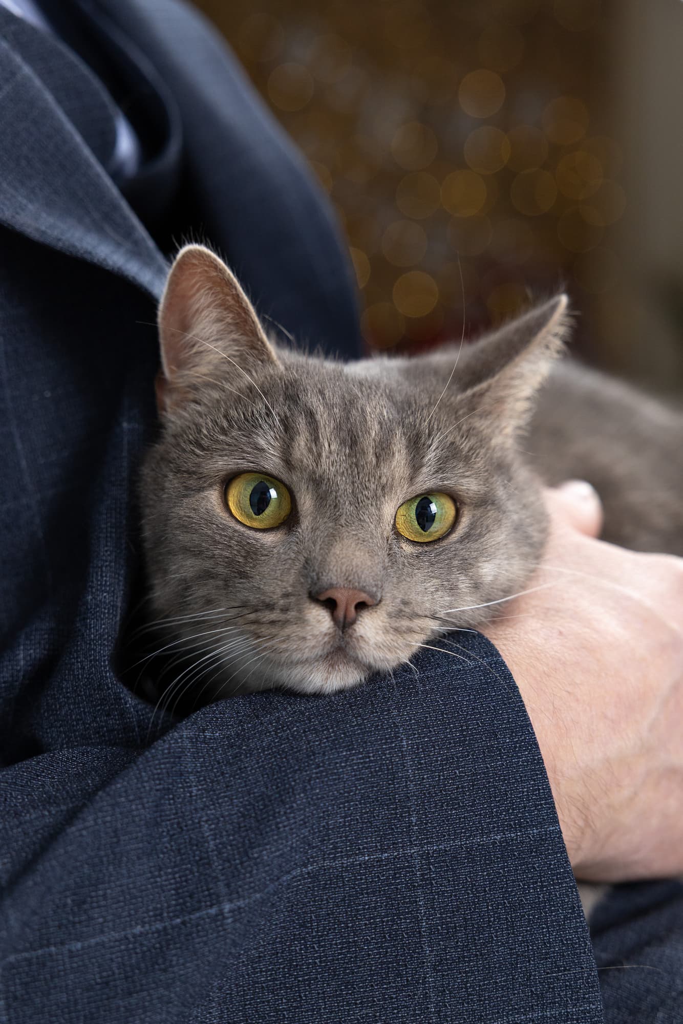 Lisa’s cats · photo 5