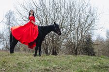 Love Story и лошади · миниатюра 13