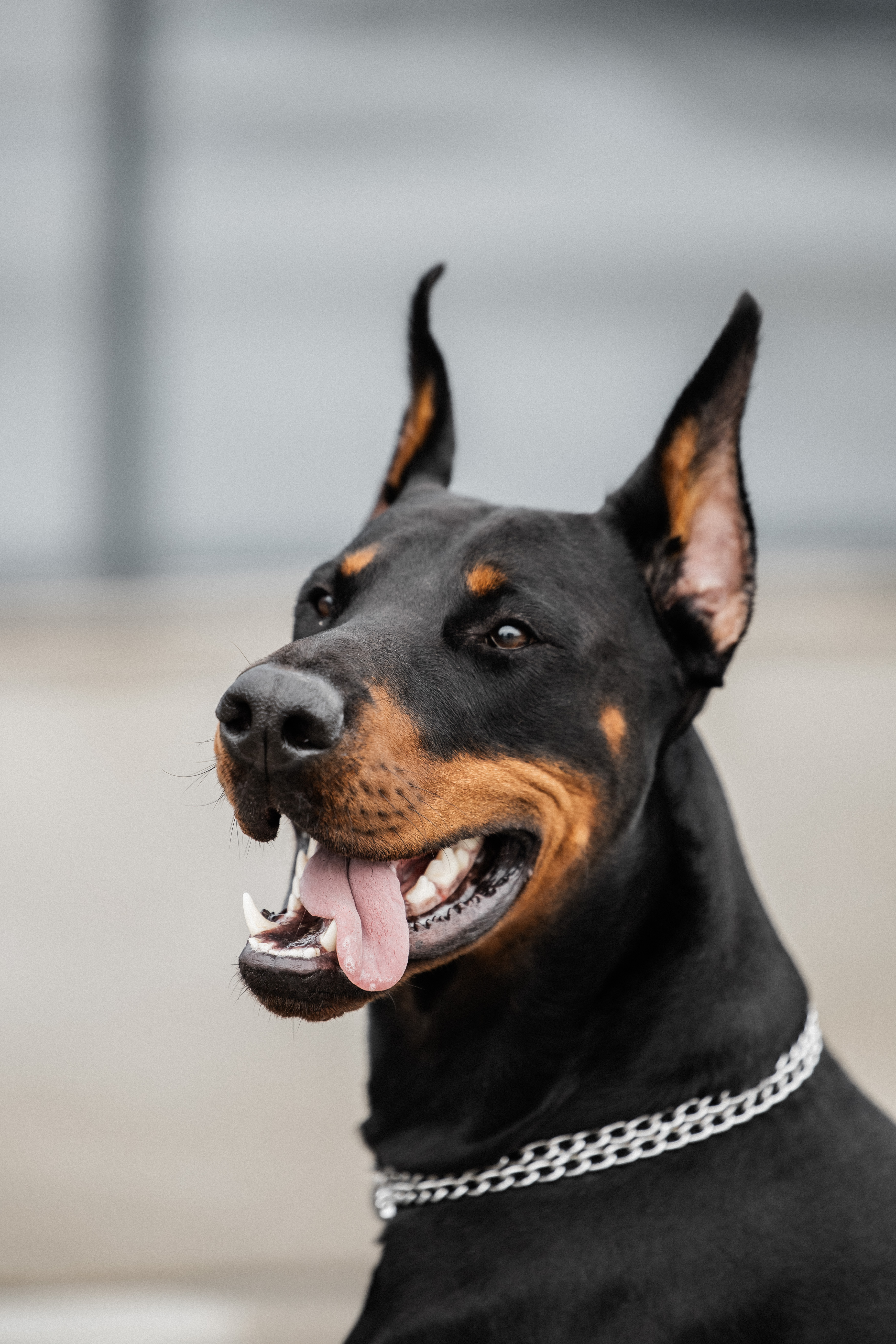 Александра и Сириус · фото 8