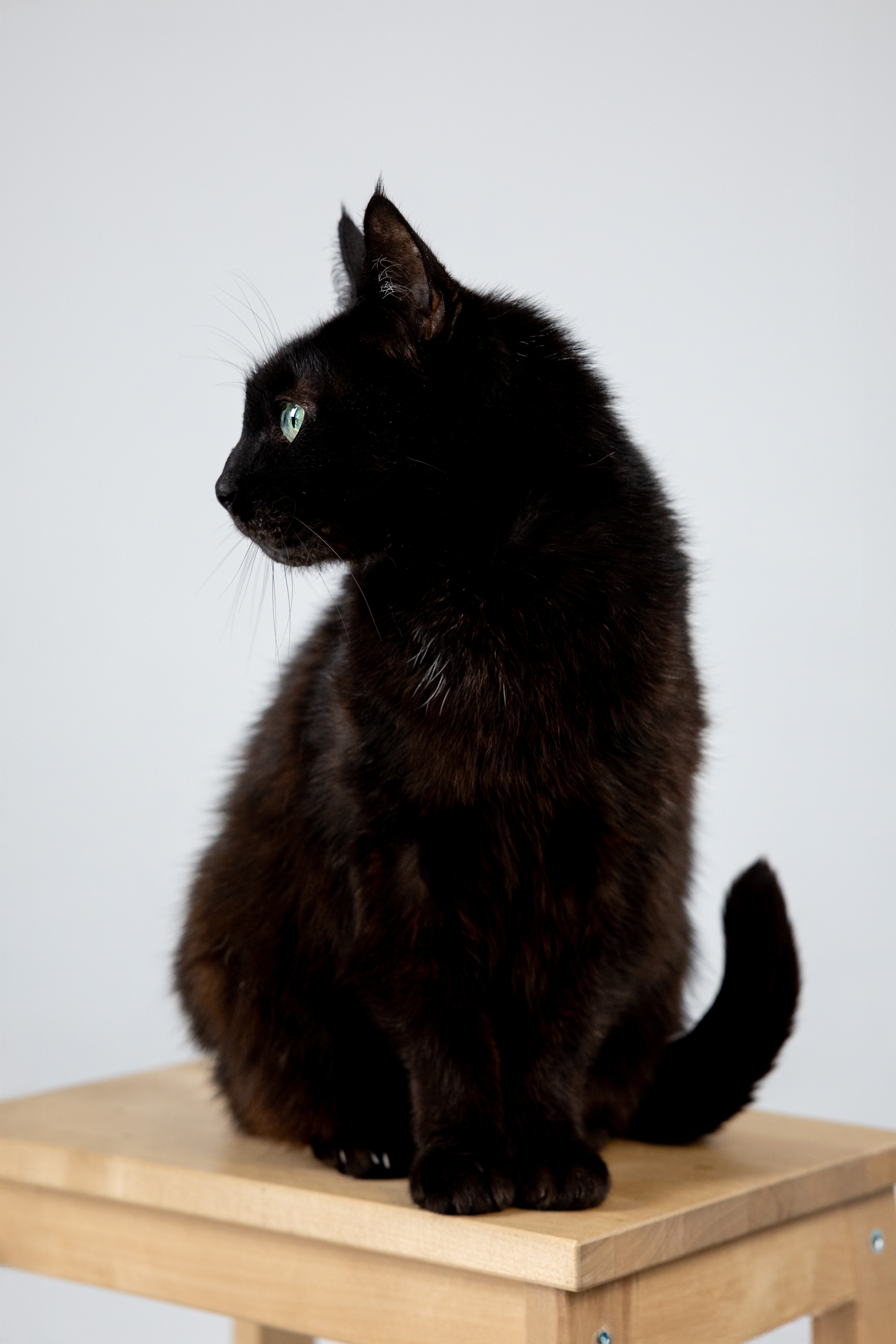 Коты Лизы · фото 10