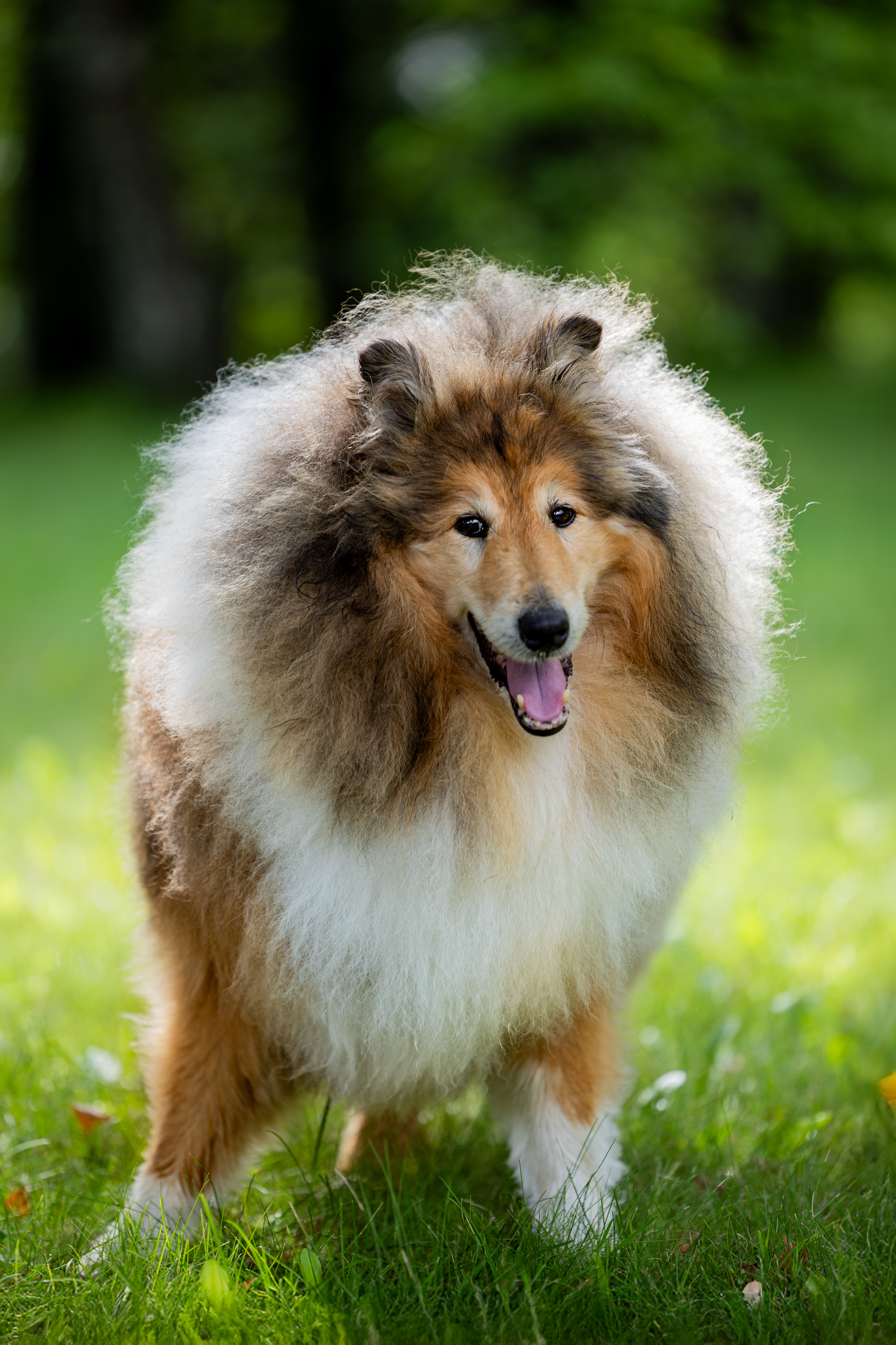 Сэм - верный друг · фото 6