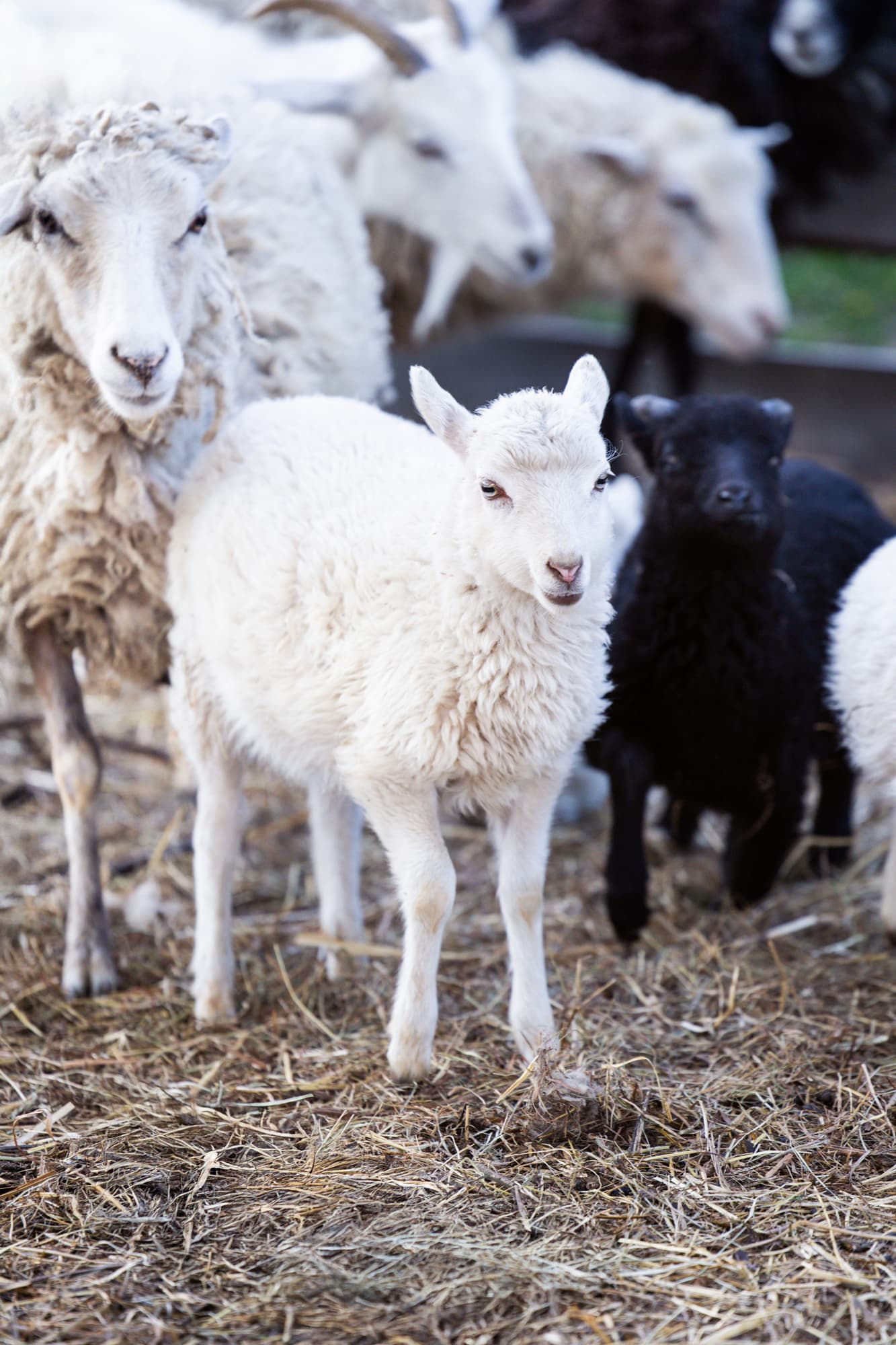 Другие животные · фото 3