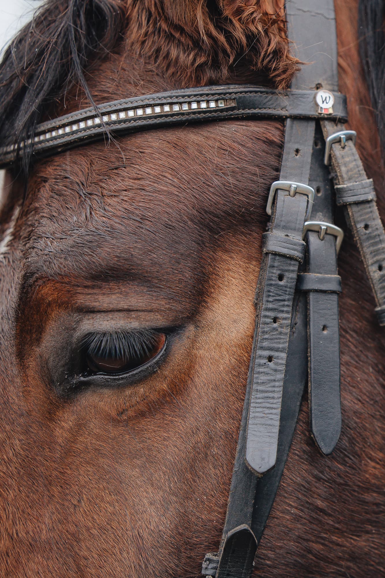 Милка · фото 4