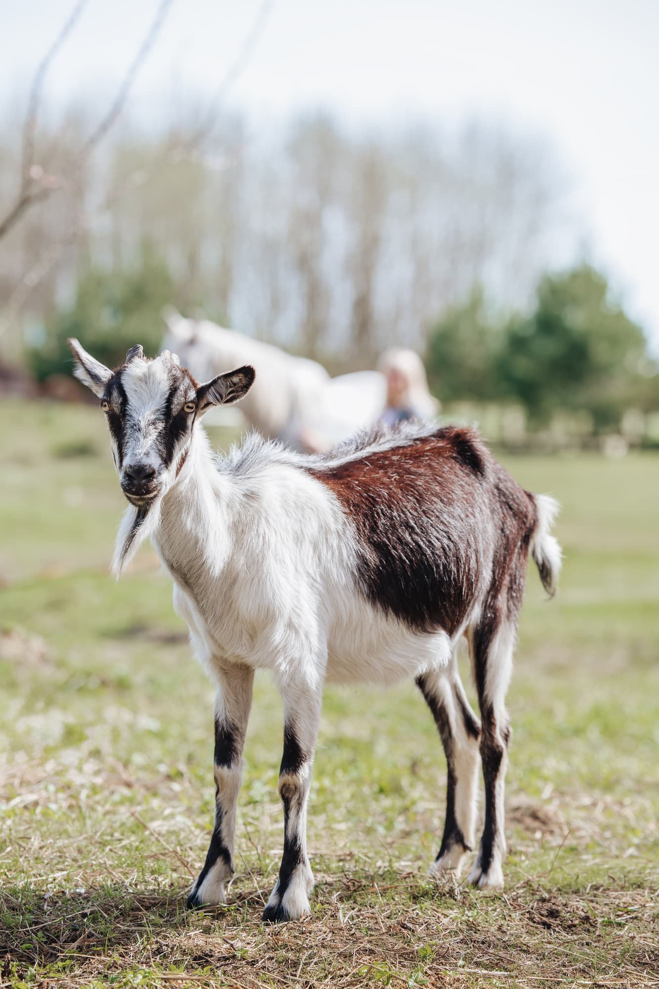 Другие животные