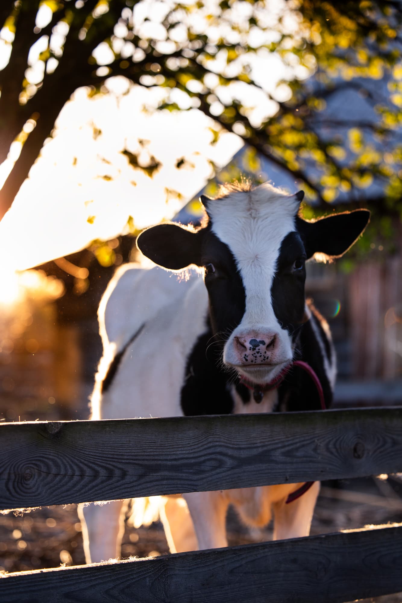 Другие животные · фото 5