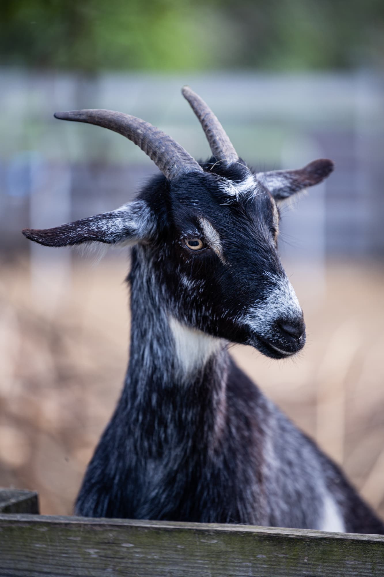 Другие животные · фото 2