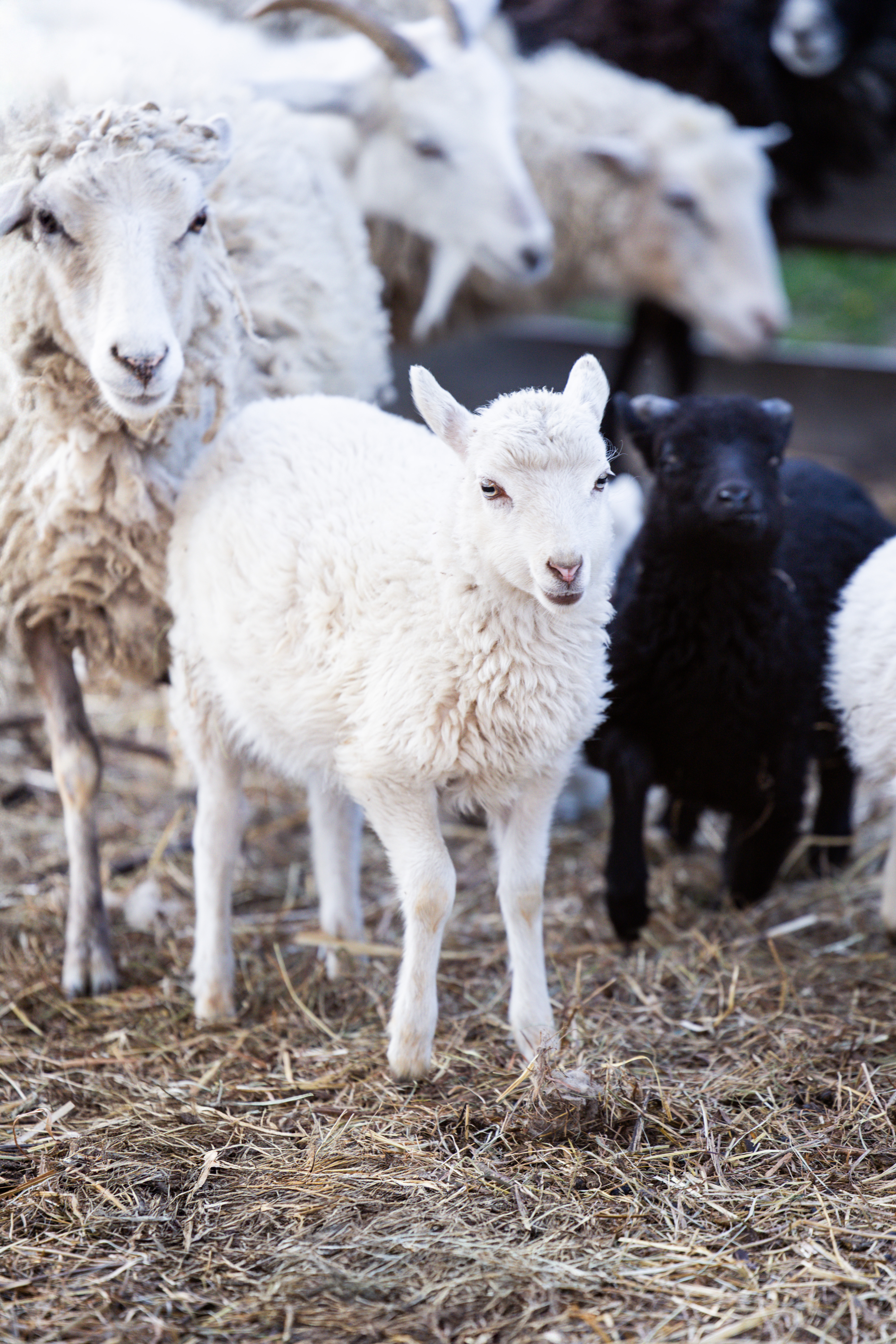 Другие животные · фото 3