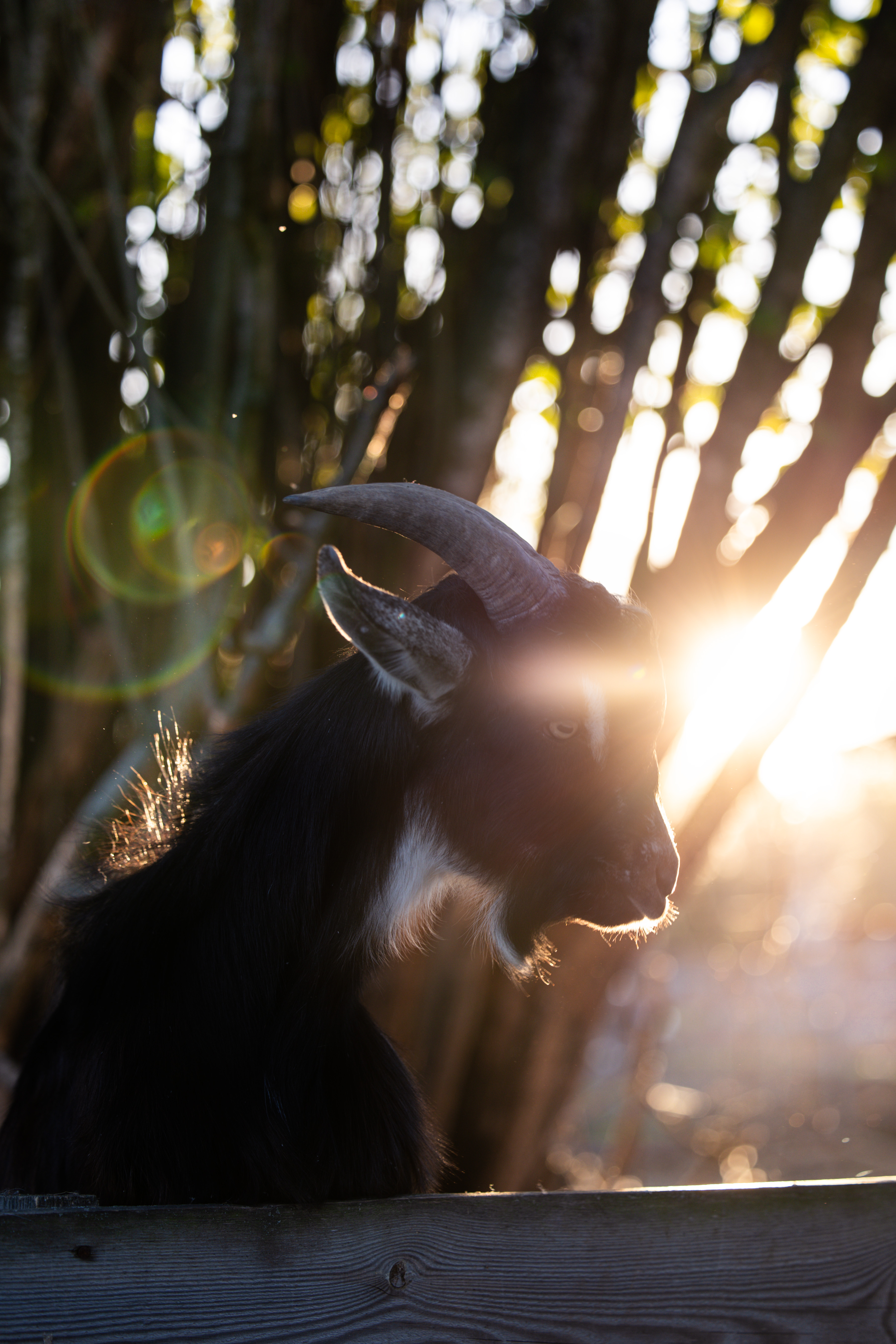 Другие животные · фото 4